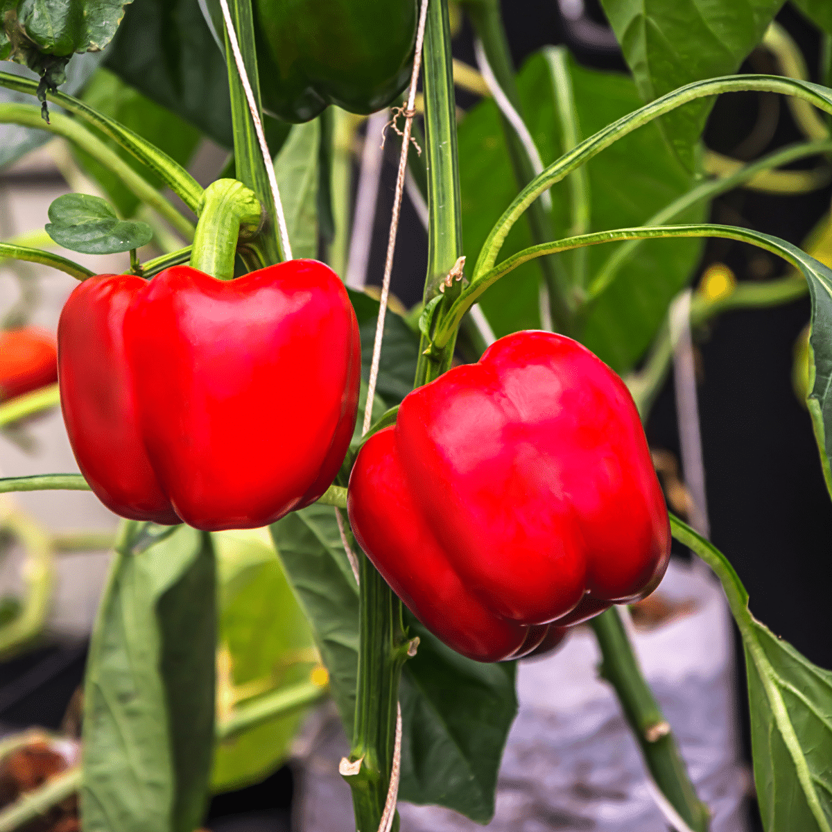 Companion Planting Chart + Guide (2024)