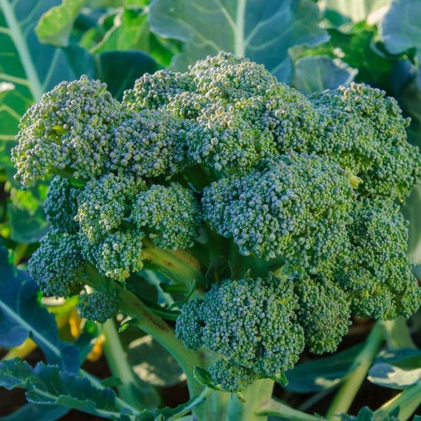 Carrot Companion Plants · Nourish and Nestle