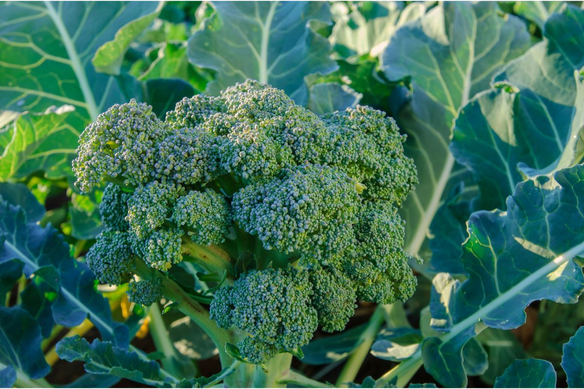 Broccoli Companion Plants