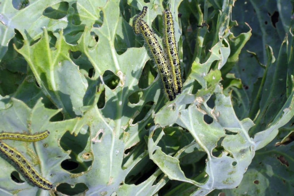 Damage to broccoli leaf by cabbage worms.