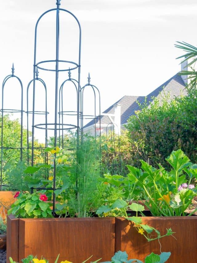 Corten steel vegetable raised garden beds.