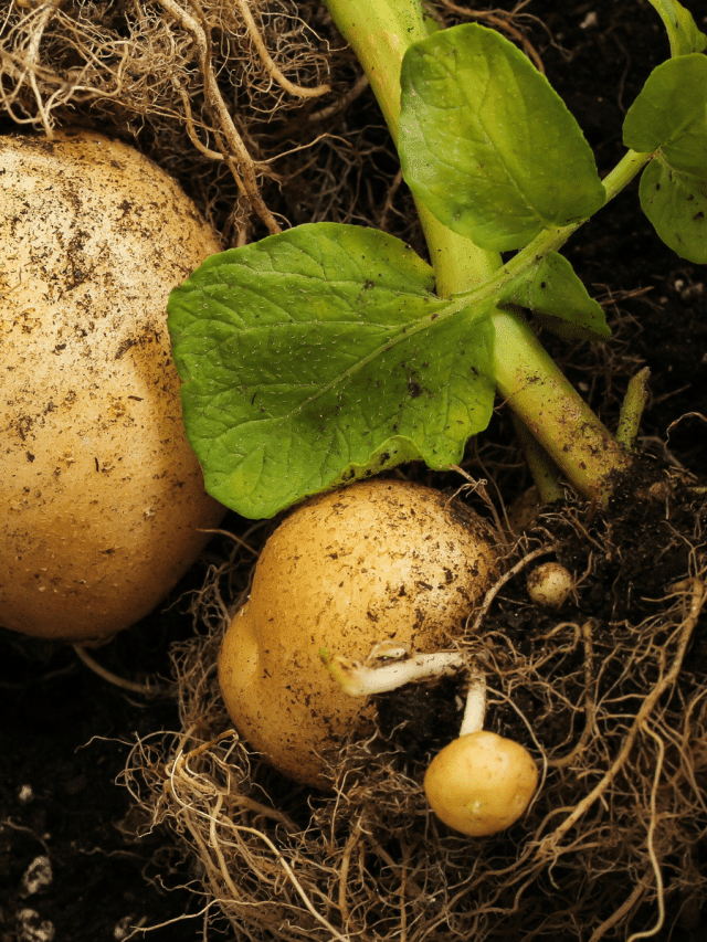 Potato Companion Plants Story
