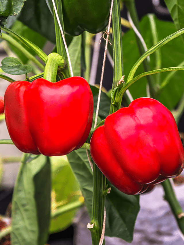 Pepper Companion Plants Story