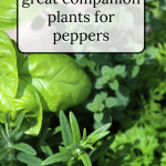 Basil, rosemary and oregano are great companion plants for peppers.