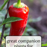 Red pepper on a plant.
