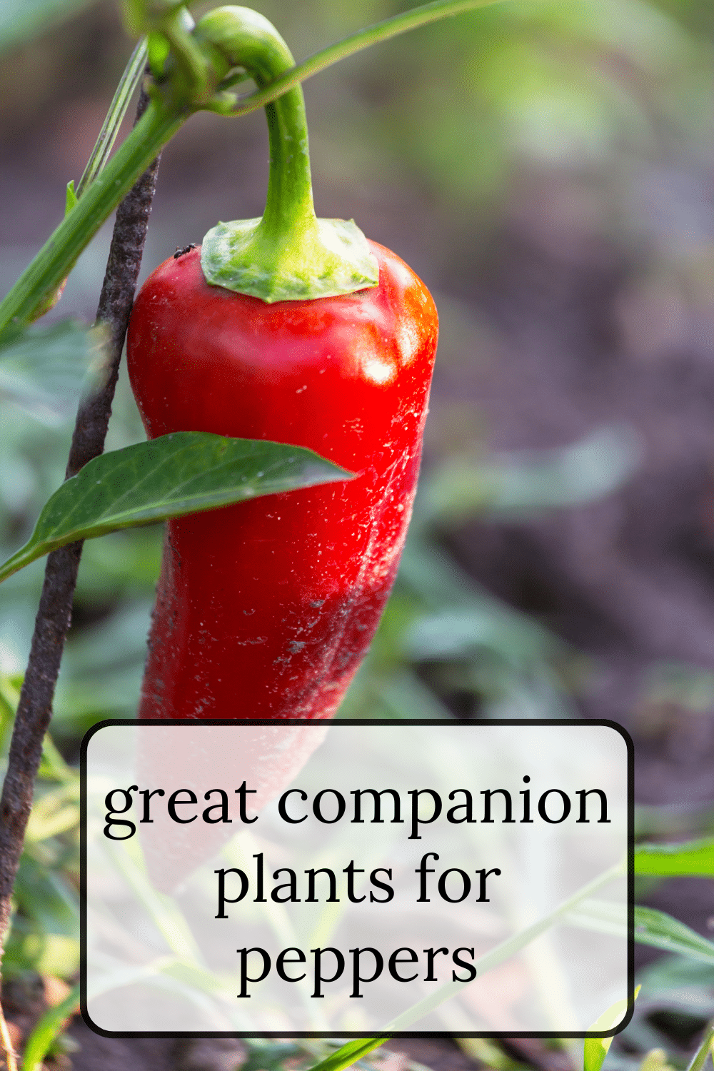 Pepper Companion Plants · Nourish and Nestle