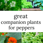 Cilantro flower, lettuce, nasturtium and basil are great pepper companion plants.