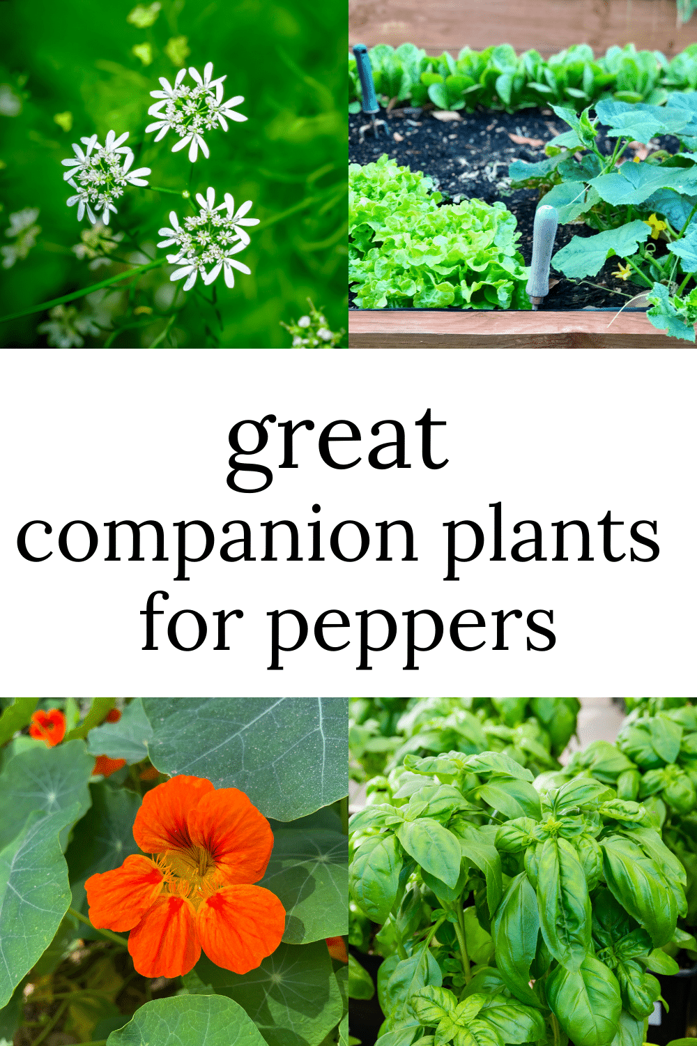 Pepper Companion Plants · Nourish And Nestle 6191