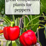 Bell Peppers on plant