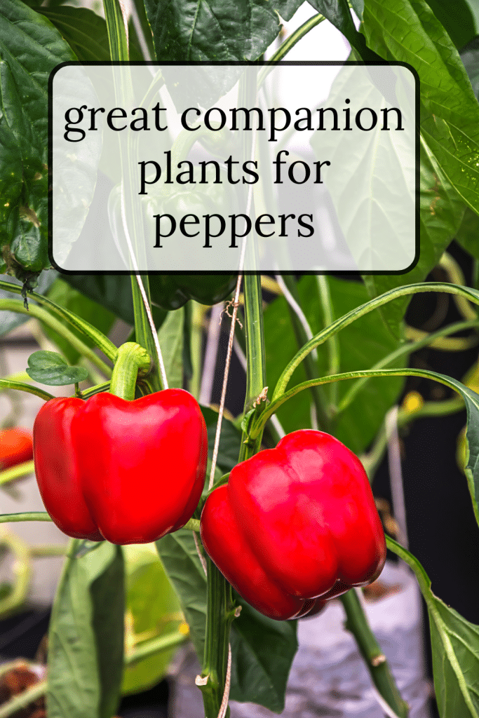 Bell Peppers on plant