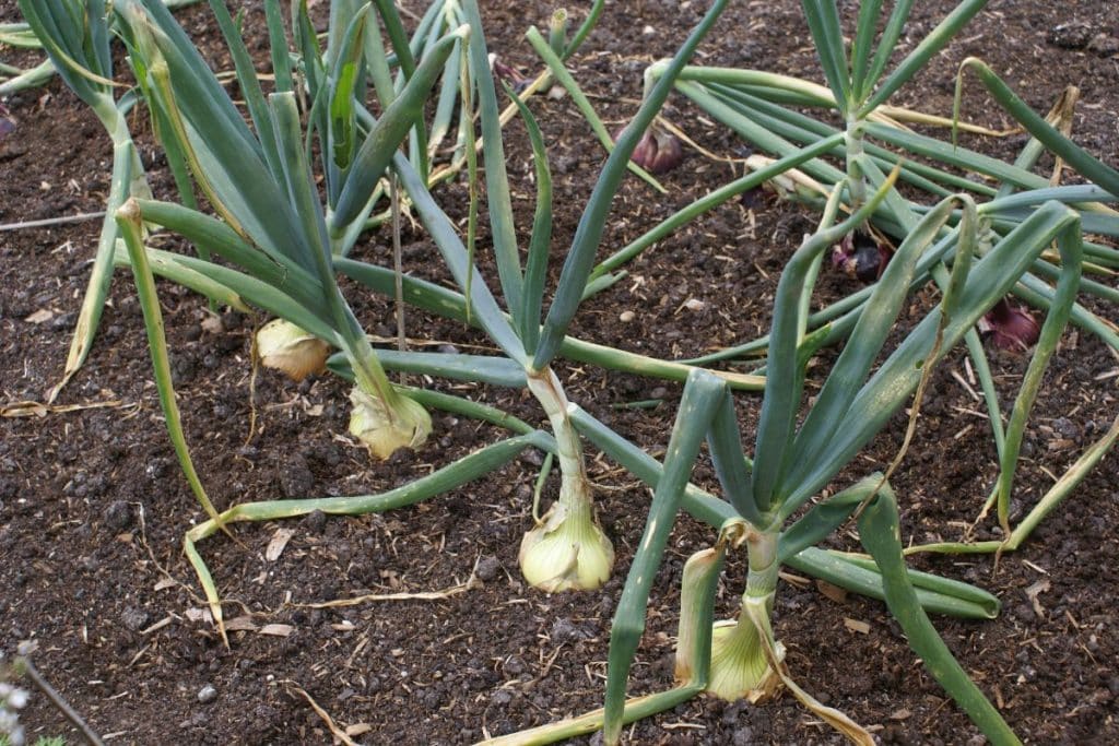Onions are a great broccoli companion plant.