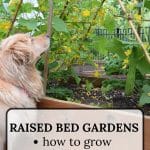 Cucumbers in a raised bed garden growing on a trellis with a dog looking at flowers.