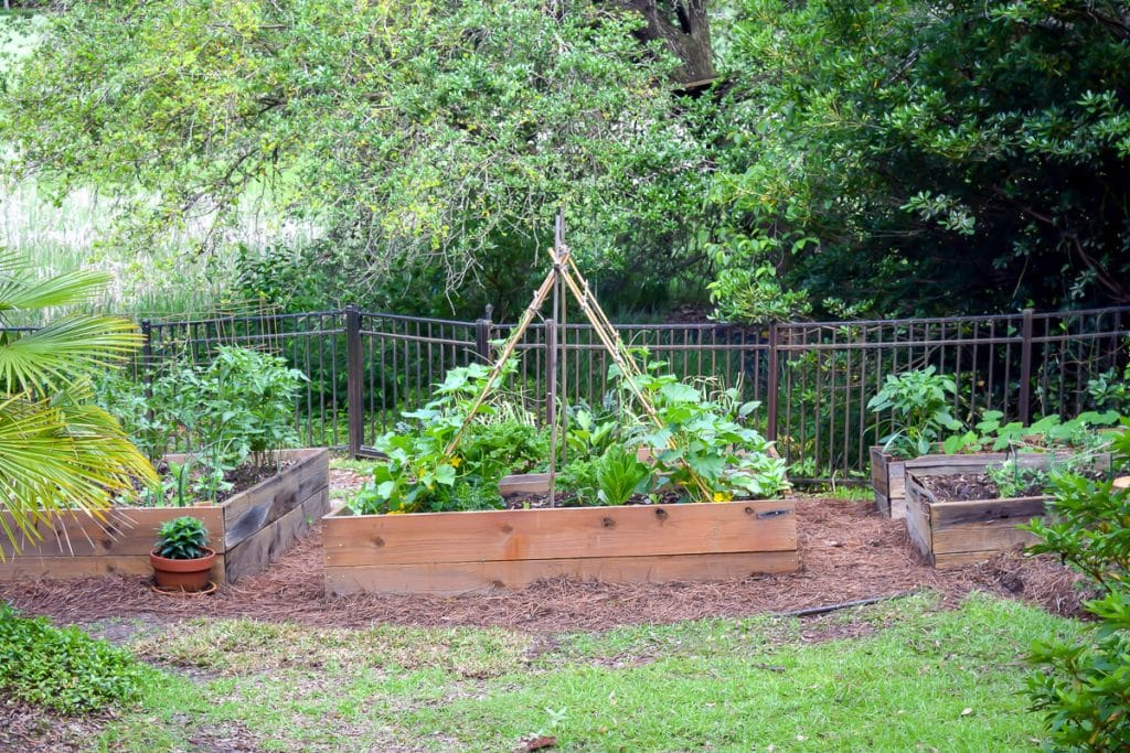 Wooden raised beds.