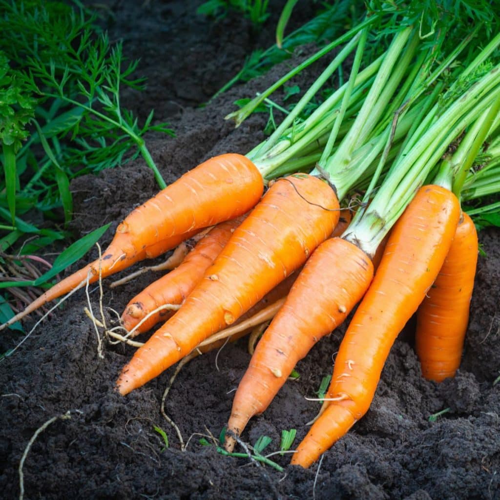 Fresh carrots in soil.