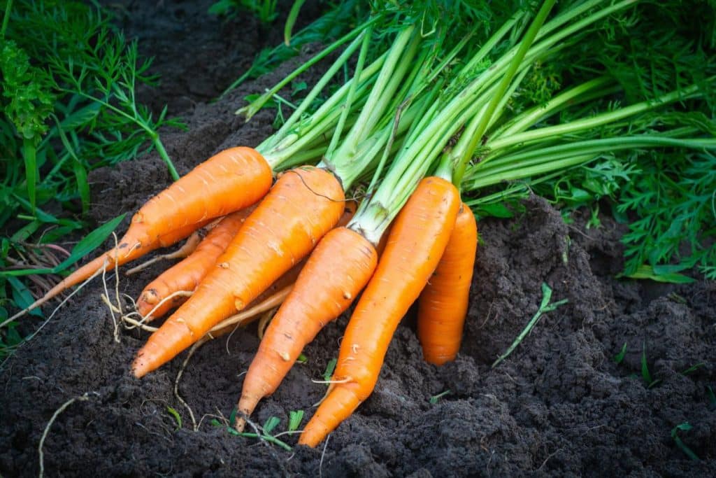 Carrots in the garden.