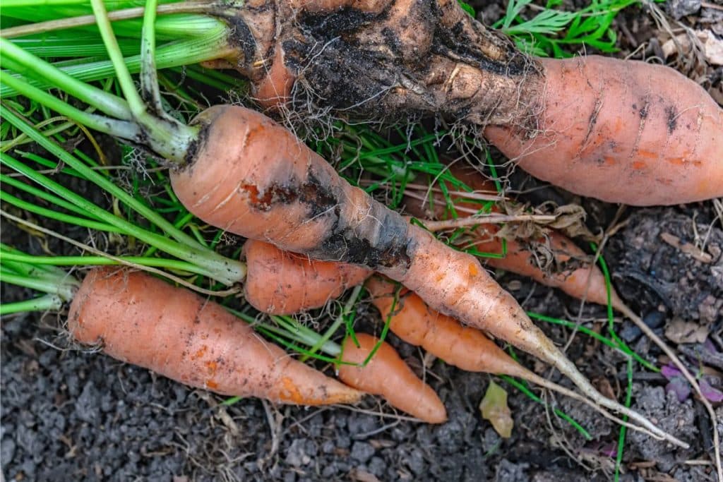 Carrots damaged by Carrot fly larvae which can be prevented by some carrot companion plants.