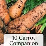 Carrots with dirt from garden.