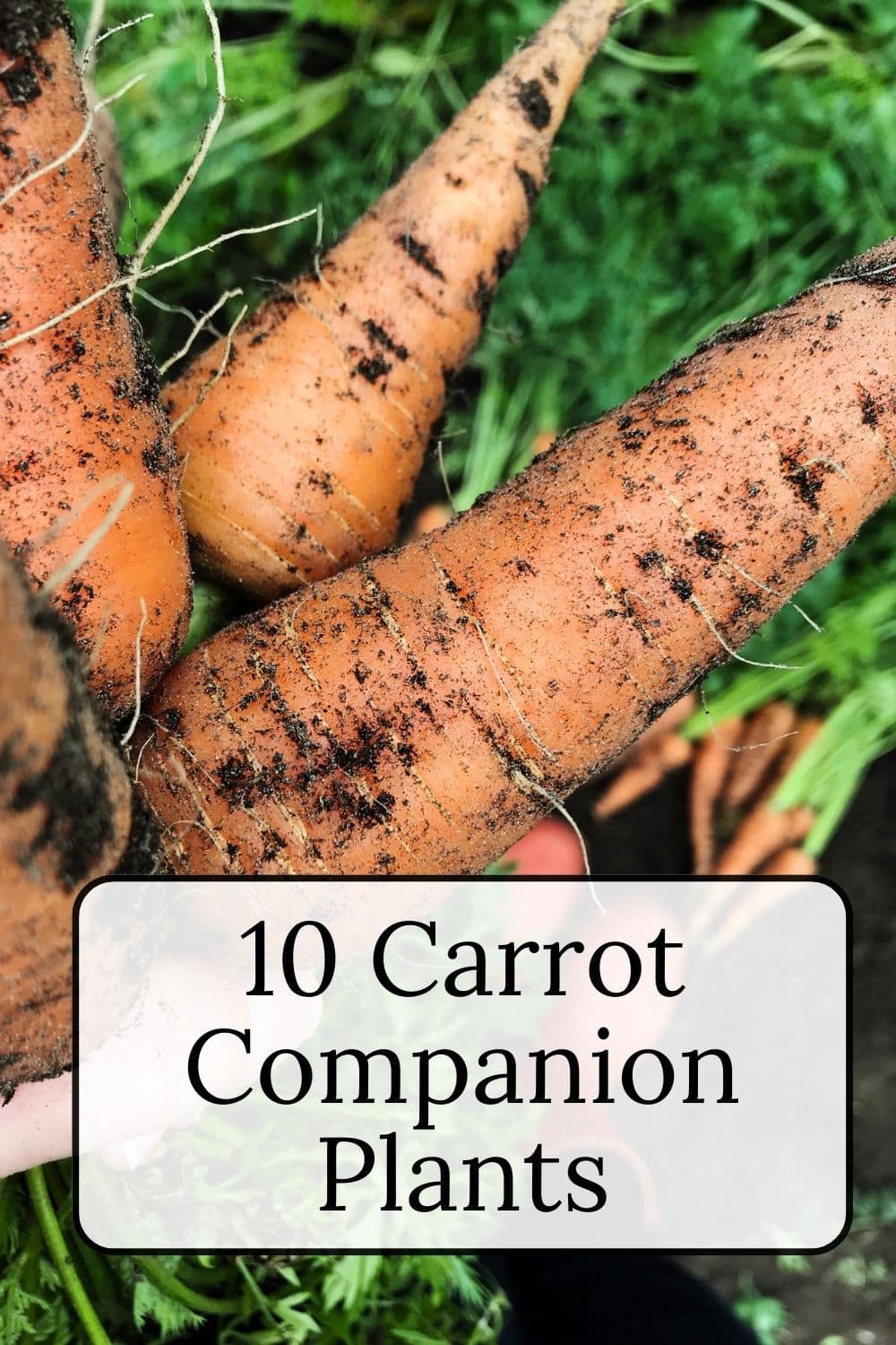 Carrot Companion Plants · Nourish and Nestle