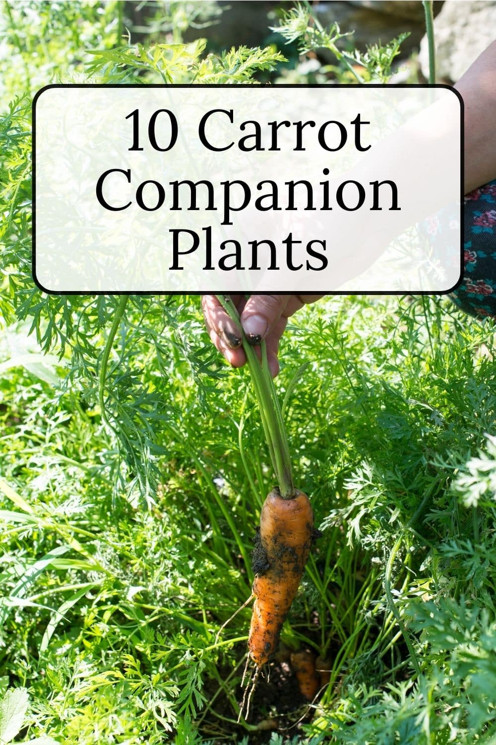 Carrot Companion Plants · Nourish and Nestle