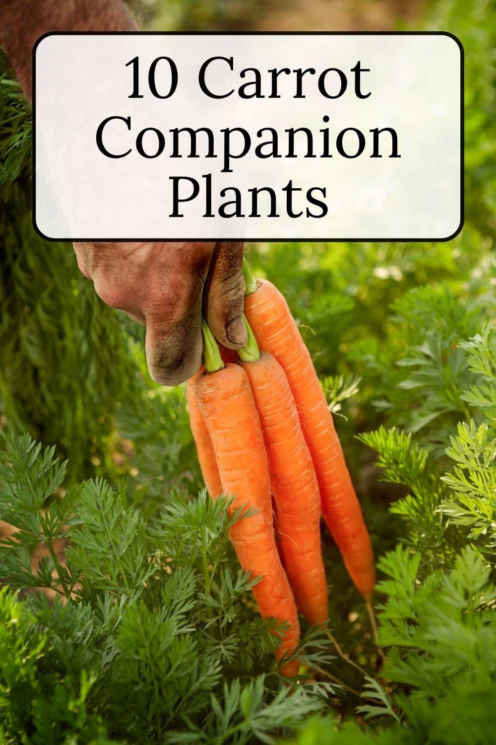 Carrot Companion Plants · Nourish and Nestle