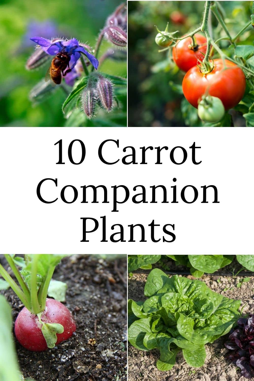 Carrot Companion Plants · Nourish and Nestle