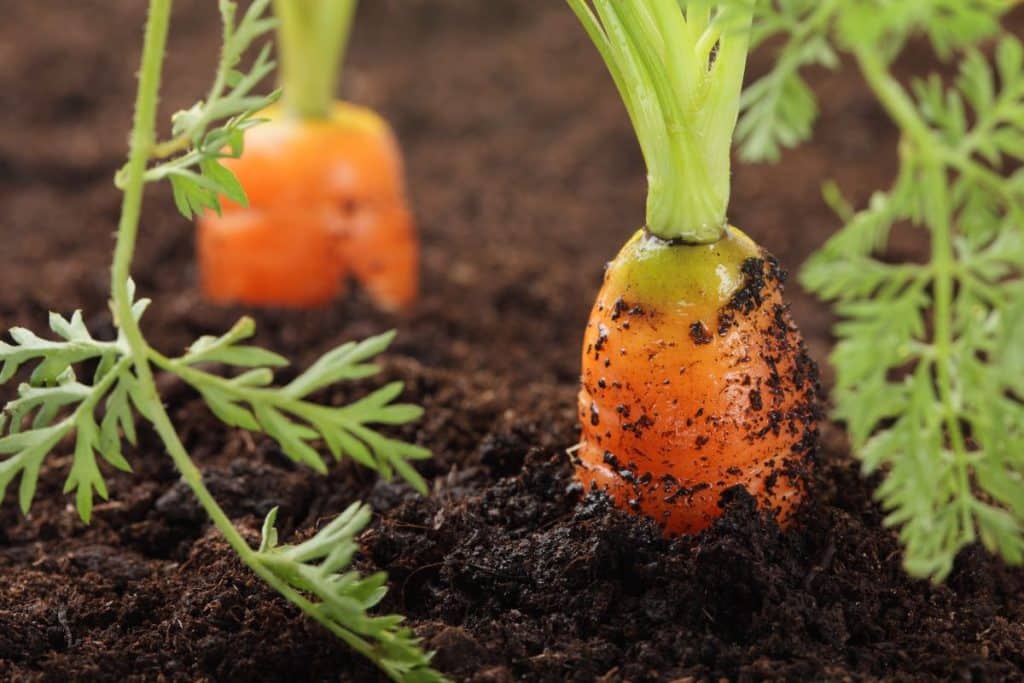 Carrots growing in the soil.