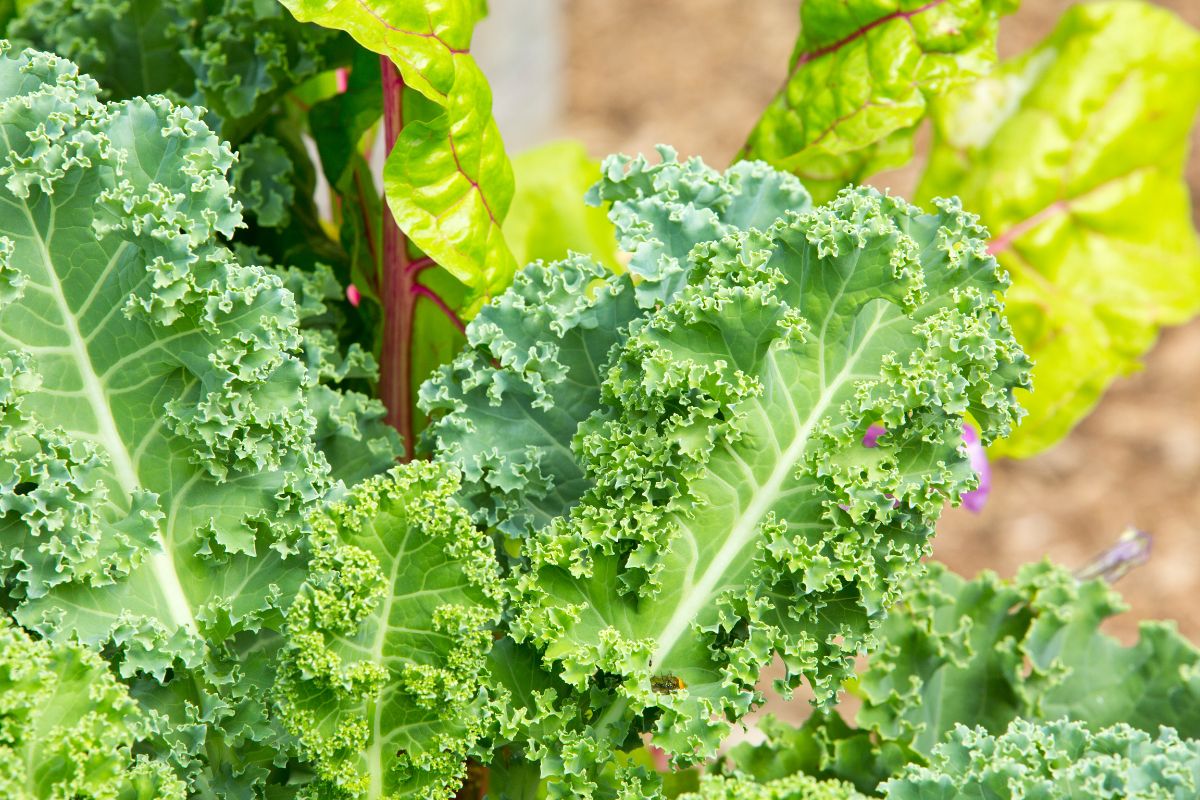 Kale Companion Plants · Nourish and Nestle