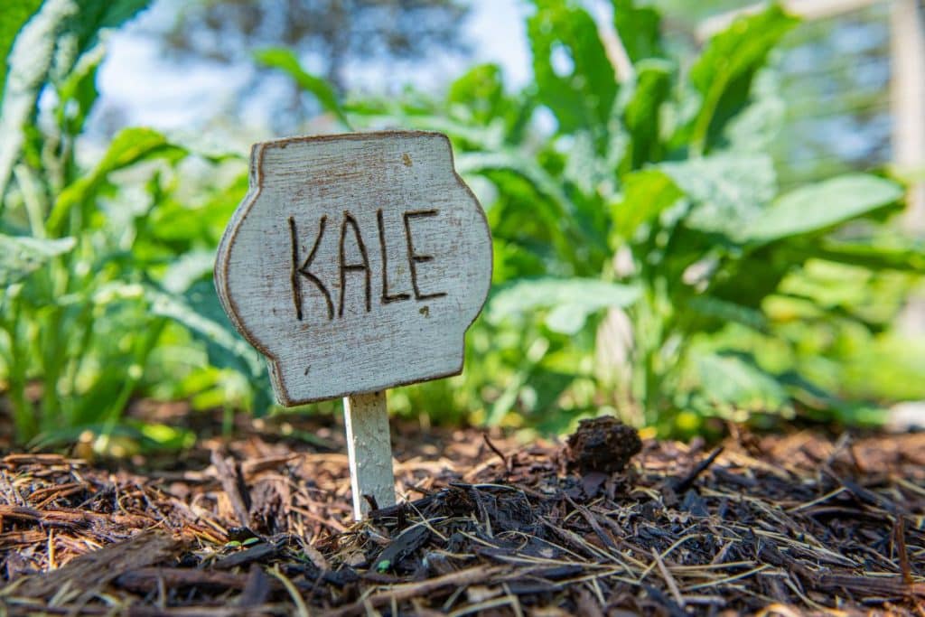 Kale with a sign that says, 'kale.'
