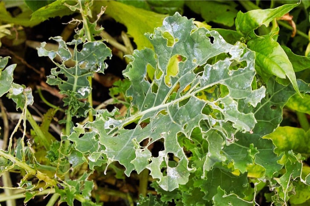 Cabbage damage on Kale Leaves which can be mitigated by certain kale companion plants.