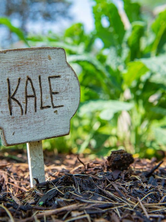 Kale Companion Plants Story