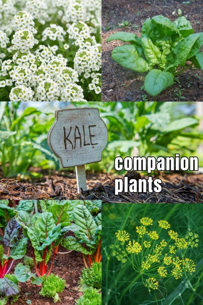 Kale companion plants.