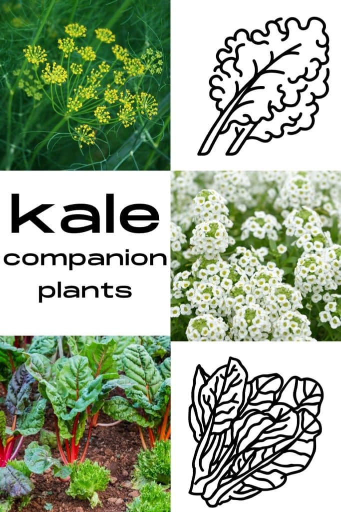 Kale companion plants.