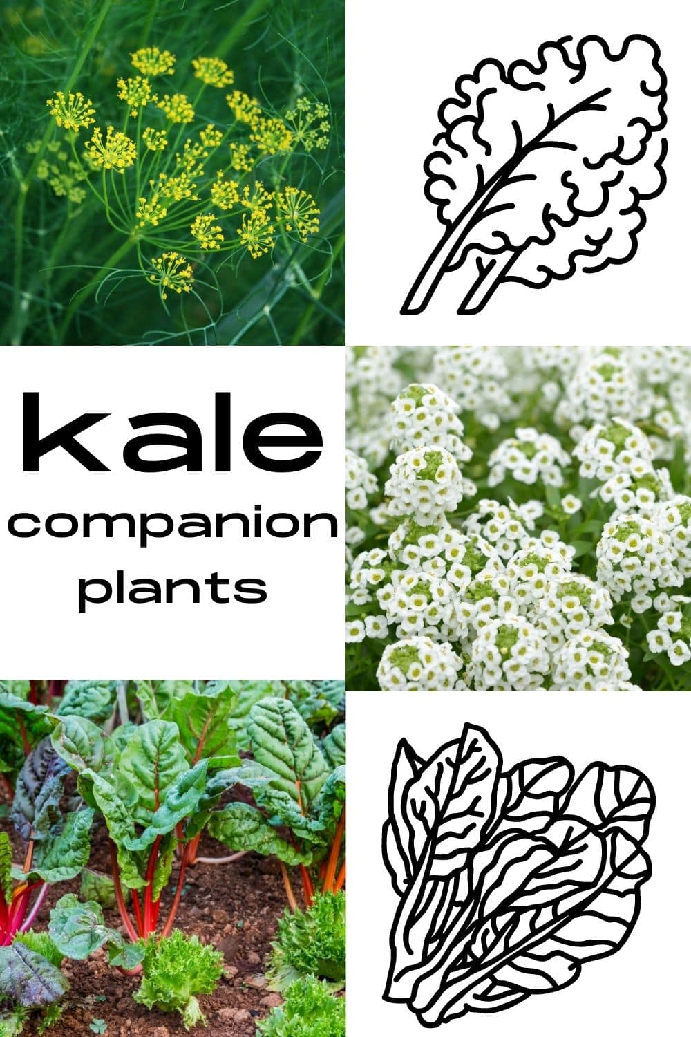 Kale Companion Plants · Nourish and Nestle