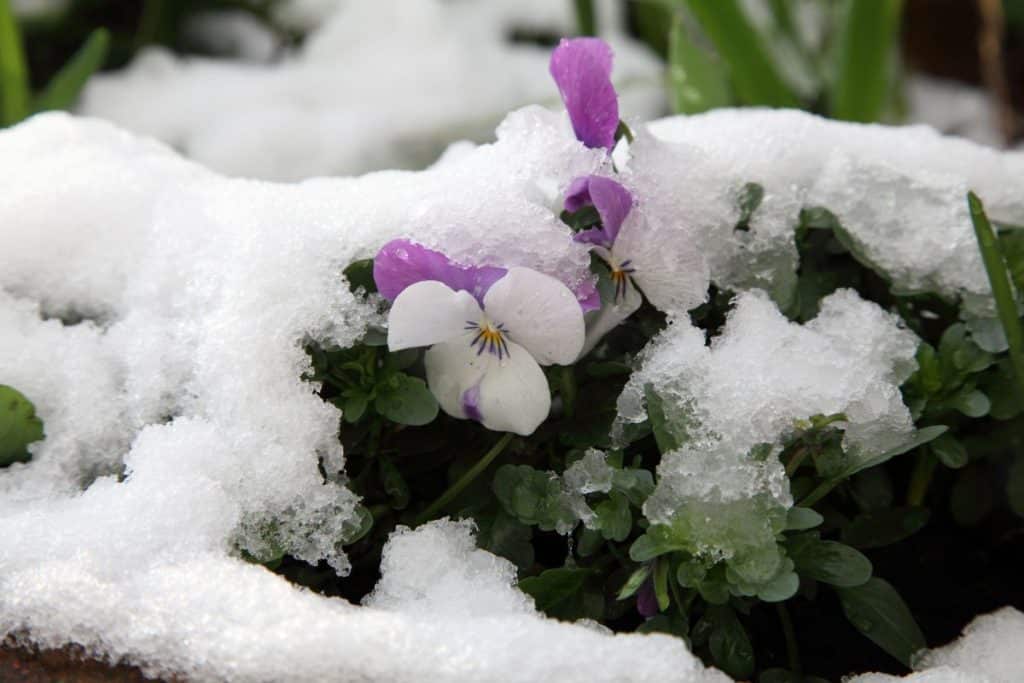 Pansies are a fall-blooming flower.