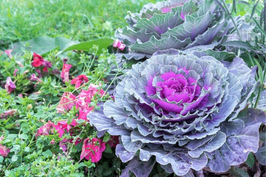 Ornamental Kale is a fall-blooming flower.