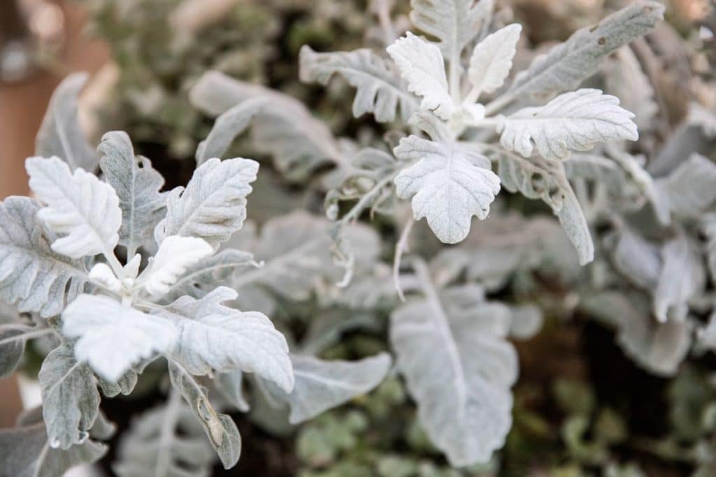 Dusty Miller is a fall-blooming flower.