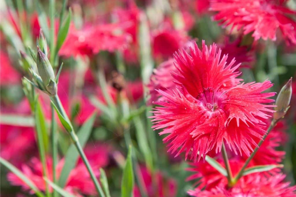 Dianthus is a fall-blooming flower.