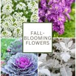 A variety of fall blooming flowers.