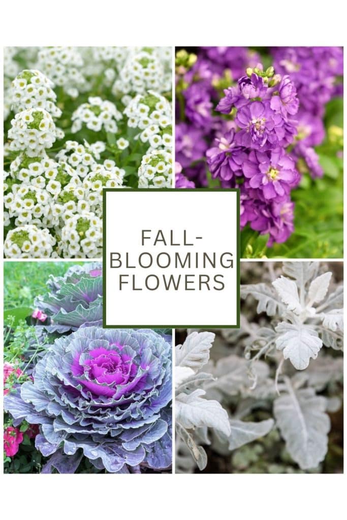 A variety of fall blooming flowers.