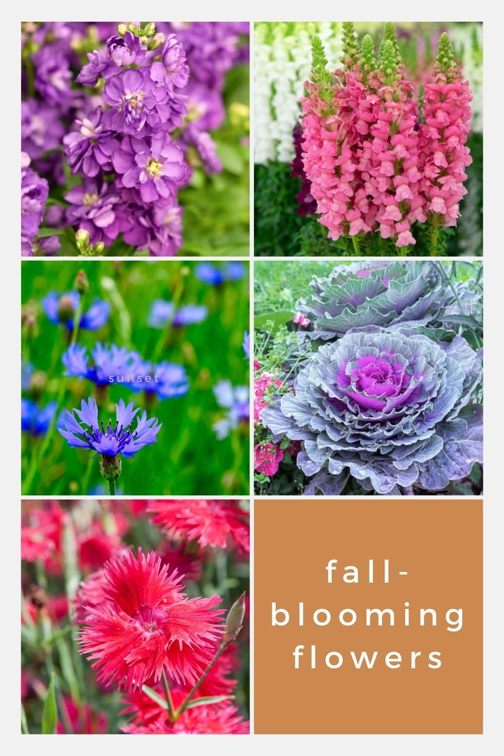 FallBlooming Flowers, That Aren't Mums! · Nourish and Nestle
