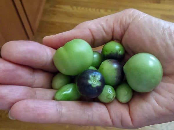 Green tomatoes in a hand