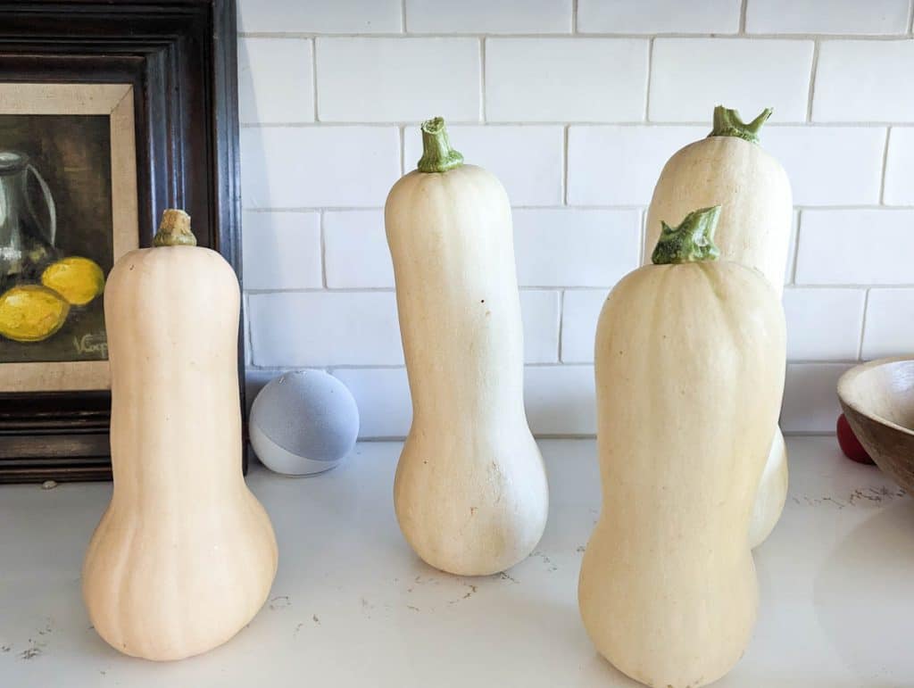 Butternut Squash on the counter.