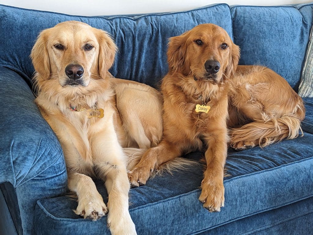 Two dogs on blue sofa.