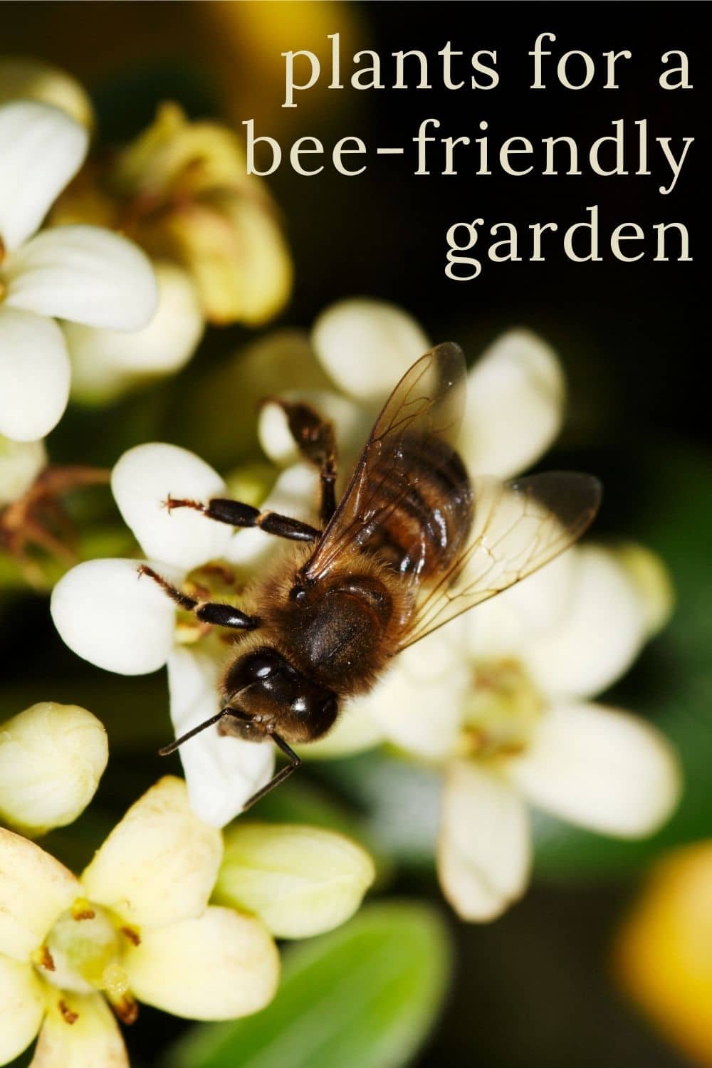 Flowers for Bees: Make a Bee Friendly Garden · Nourish and Nestle