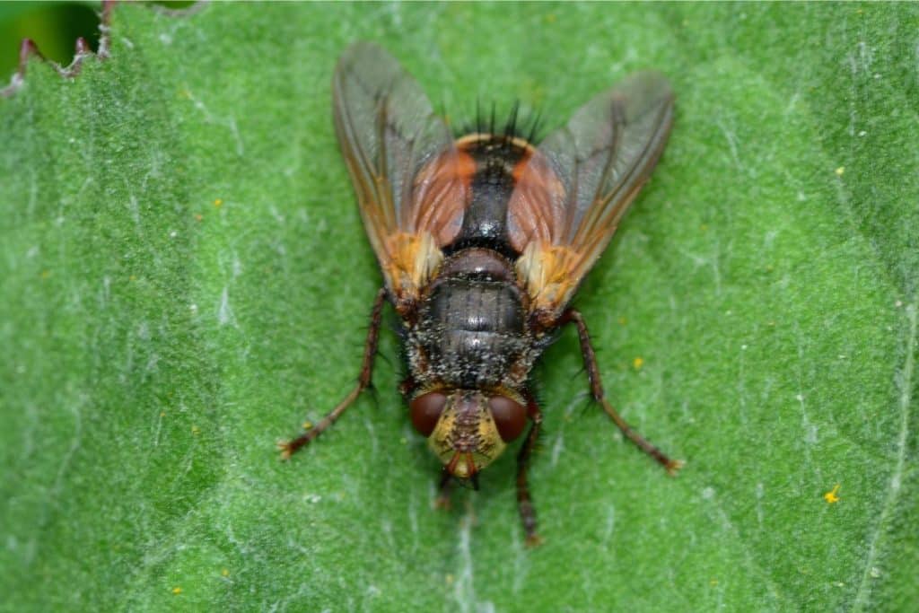 Another beneficial insect, this is a tachinid fly.