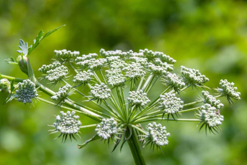 Queen Anne's lace.