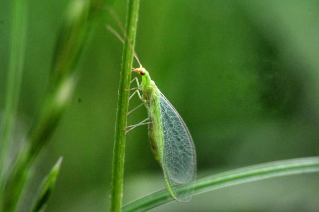 Green lacewing on plant.