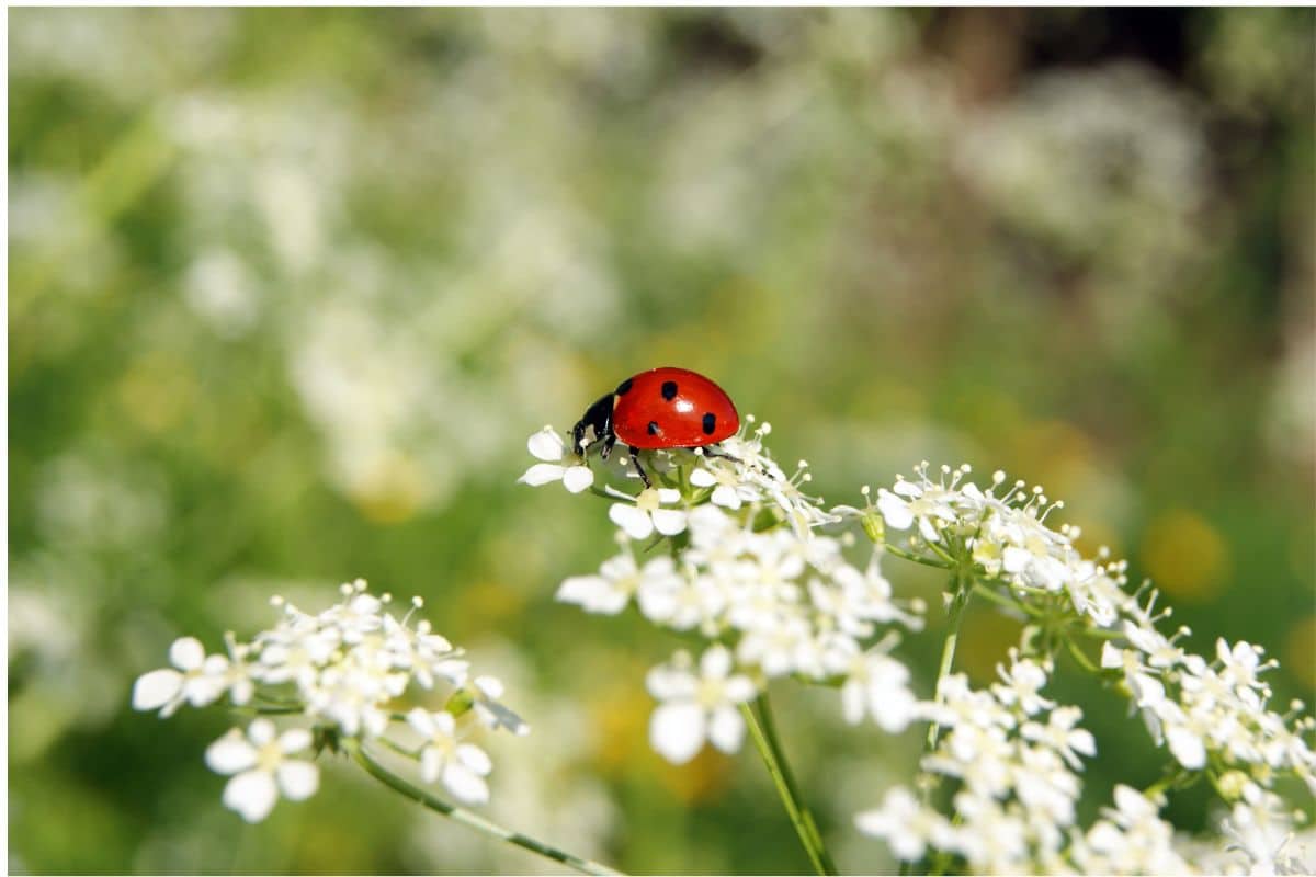 The most well known beneficial insect, a ladybug on flower.