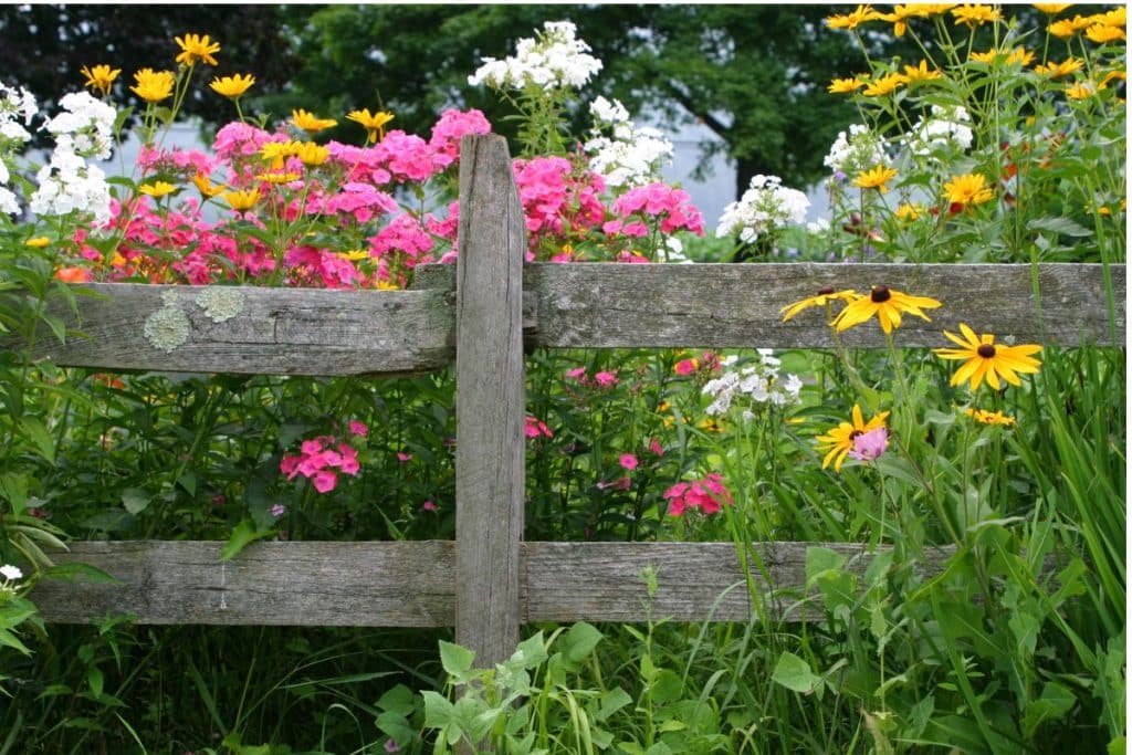 Perennial flowers are one way to achieve a low-maintenance garden.