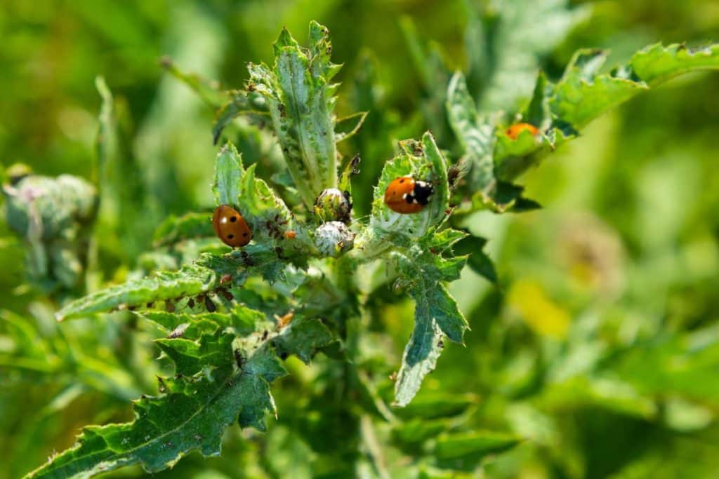 ladybugs on plant.